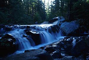 Riparian Plants