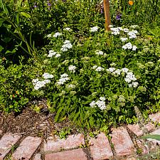 Achillea millifolium  yarrow