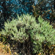 Artemesia californica  California sagebrush