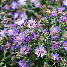 Aster cordifolius Little Carlow blue wood aster