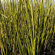 Baumea rubiginosa v. variegata striped rush