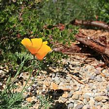 Eschscholzia californica  California poppy