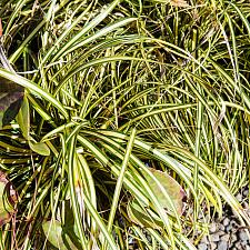 Carex morrowii Evergold golden variegated Japanese sedge