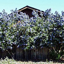 Ceanothus x arboreus Ray Hartman wild lilac