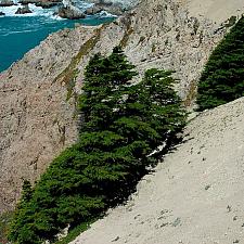 Cupressus macrocarpa  Monterey cypress