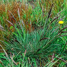 Deschampsia caespitosa holciformis Sonoma Coast tufted hair grass