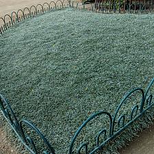 Dymondia margaretae  silver carpet