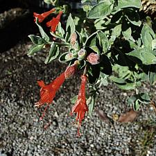 Epilobium canum Calistoga California fuchsia