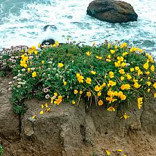 Eschscholzia californica maritima  coastal California poppy