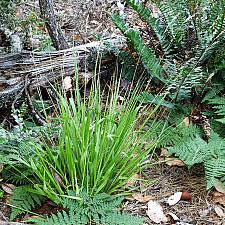 Hierochloe occidentalis  California sweet grass