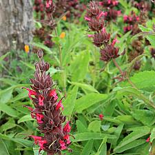 Salvia spathacea  hummingbird sage