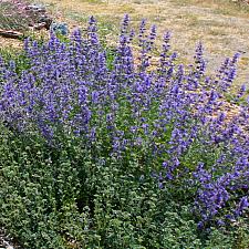 Nepeta  Six Hills Giant giant catmint