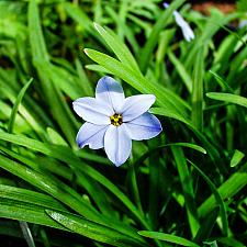 Ipheion uniflorum  blue Argentine starflower