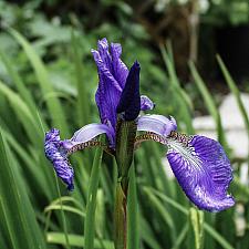 Iris sibirica  Siberian iris