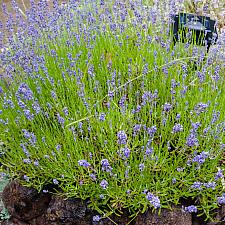 Lavandula angustifolia Hidcote dwarf English lavender