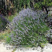 Lavandula X Provence Provence lavender