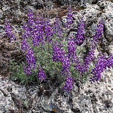 Lupinus albifrons collinus  prostrate silver lupine