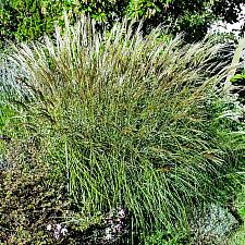 Miscanthus sinensis gracillimus  maiden grass