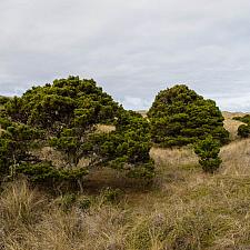 Pinus contorta  shore pine