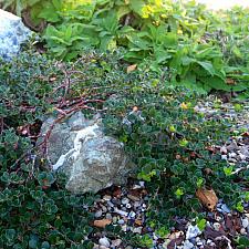 Arctostaphylos uva-ursi Point Reyes bearberry