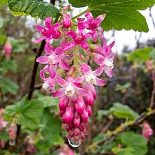 Ribes sanguinium glutinosum  pink flowering currant 