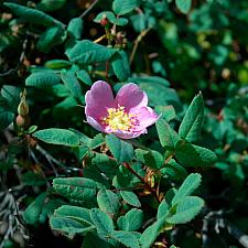 Rosa californica  wild rose
