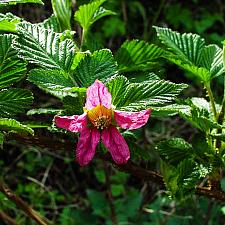 Rubus spectabilis  salmonberry