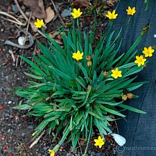Sisyrinchium californicum  yellow eyed grass