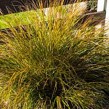 Stipa arundinacea  pheasant&#039;s tail grass