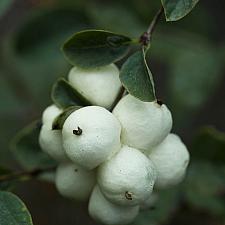Symphoricarpos albus  snowberry