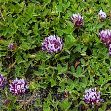 Trifolium wormskioldii  Wormskiold&#039;s clover